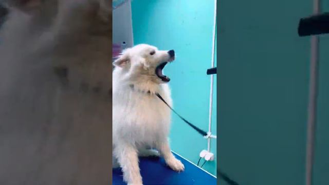 Груминг самоеда