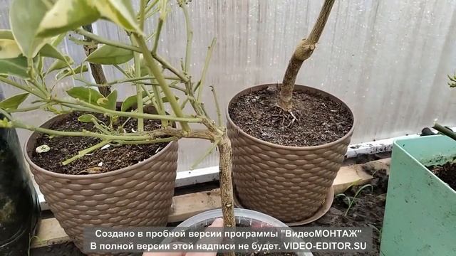 2020 год, дача, цитрусы и бананы в теплице. смотреть онлайн