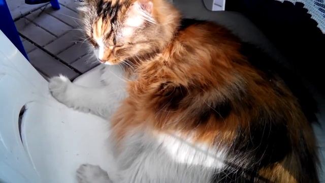 Про кошку Мотильду и ее котят. Мискантус шумит. Большие шапки декоративных луков. смотреть онлайн
