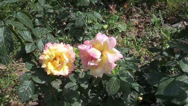 Розы желтые с розовой каймой. Парковые розы. смотреть онлайн