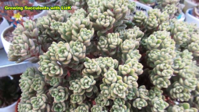 My Freckled Succulents | VLOG #64 Succulents & Coffee w/ Liz смотреть онлайн