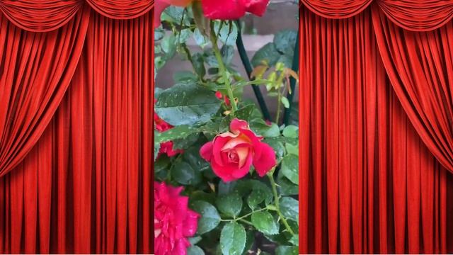 РОЗА "БОЛЬШОЙ ТЕАТР" смотреть онлайн