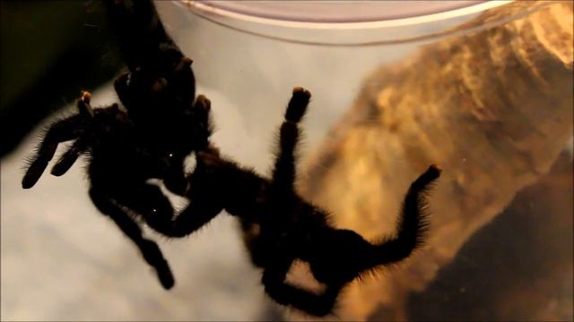 Avicularia Purpurea Mating.wmv