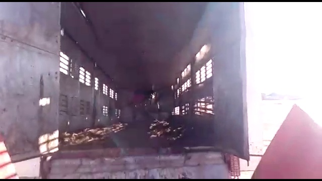 Выгрузка скота - Доставка КРС по России и СНГ смотреть онлайн