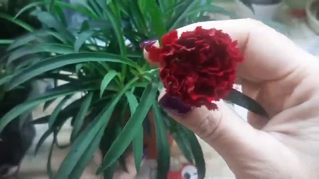 ? Гвоздика ампельная?