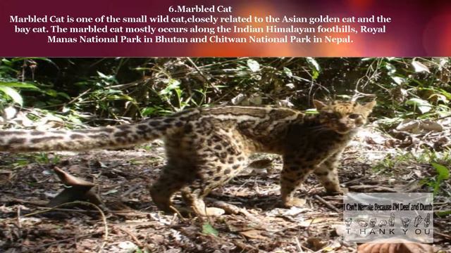 Top 9 Wild Animals of Nepal смотреть онлайн