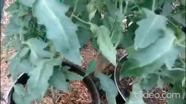 Новый сорт «Сержант Паскаль» по первой кисти предвещает отличный урожай! смотреть онлайн