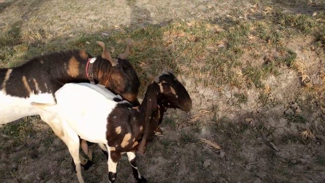 First time goat meeting video || Animals mating ||goats mating || goat breeding video смотреть онлайн