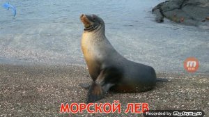 Lite. Животные мира номер 3!