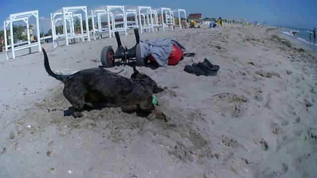Крым Мирный 27.05.2019 ТАКСА Гектор плавает на КАЯКЕ !!! смотреть онлайн