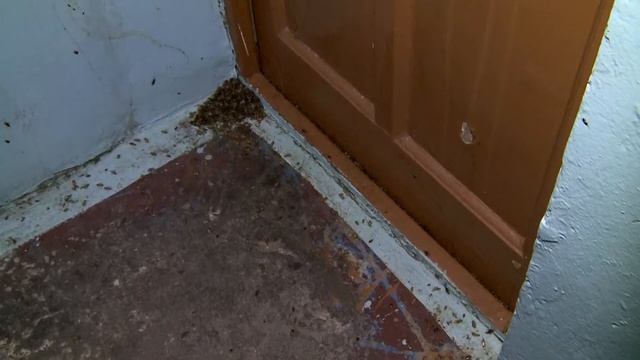 Квартира с тараканами смотреть онлайн