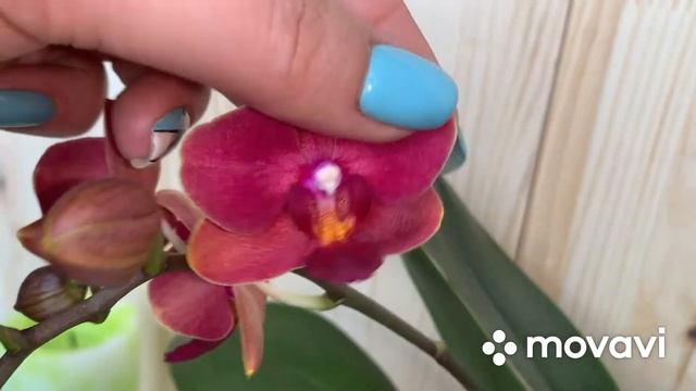 Цветение орхидей , начало марта!❤️ смотреть онлайн