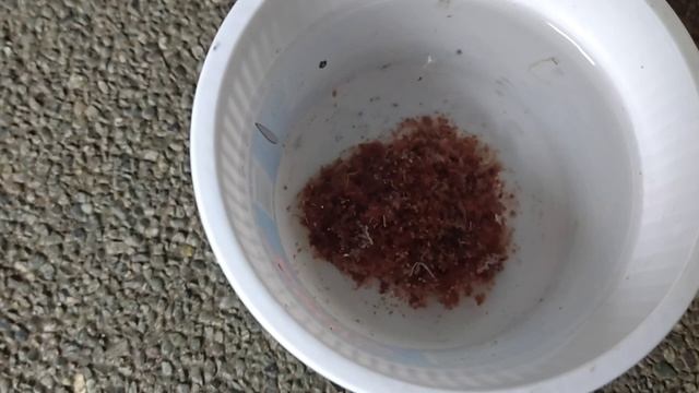 How To Feed Betta Fish With Tubifex Worms ? #bettafish #betta #fish #tubifex