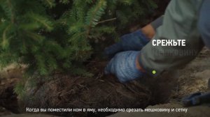 ЖИВАЯ ИЗГОРОДЬ ИЗ ЕЛИ? Как правильно посадить и самые частые ошибки