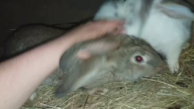 ВЫВОД ИНДОУТЯТ // НАСЕДКА И ДРУГАЯ ЖИВНОСТЬ смотреть онлайн