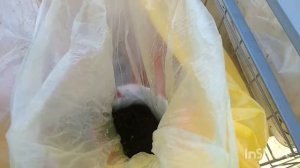 Быстрая всхожесть семян лука чернушки.