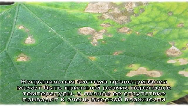 Почему появляются коричневые пятна на листьях огурцов и что делать, чтобы от них избавиться смотреть онлайн