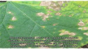 Почему появляются коричневые пятна на листьях огурцов и что делать, чтобы от них избавиться