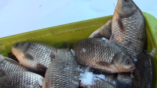 КАРАСИ ЗИМОЙ ноябрь 2021 на удочку Часть 1. смотреть онлайн