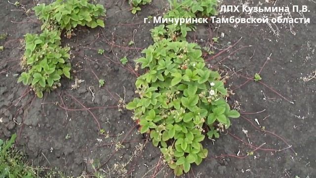 Земклуника Раиса 16 06 2023 смотреть онлайн