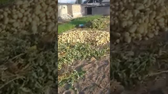 Актрис ранний сорт картофеля. 1 тонна с 1 сотки земли урожай. смотреть онлайн