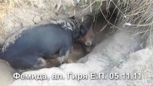 Норная охота на лису с ягдтерьером