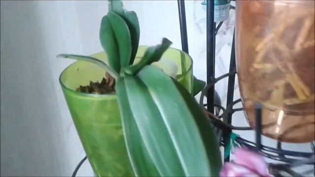 ორქიდეომანია # გავრცელებული შეცდომები 1/4დან ორქიდეის მოვლისას, ორქიდეის მორწყვა смотреть онлайн