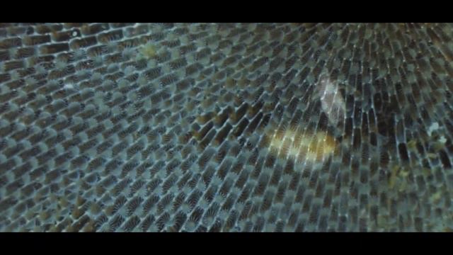 Minor Phyla Presentation смотреть онлайн