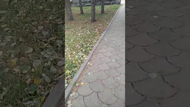 Кирилл нашел белку смотреть онлайн