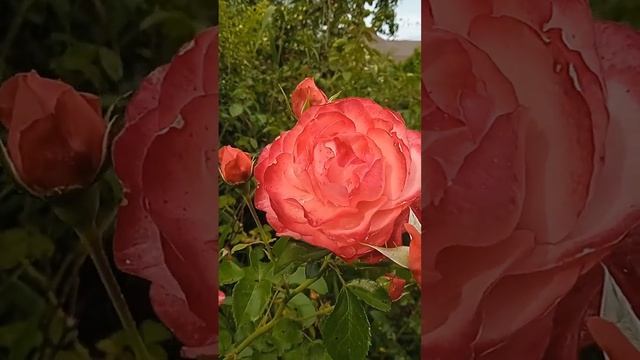 Неповторимая красотка с оттенком,Гартенспас/Розы в саду/