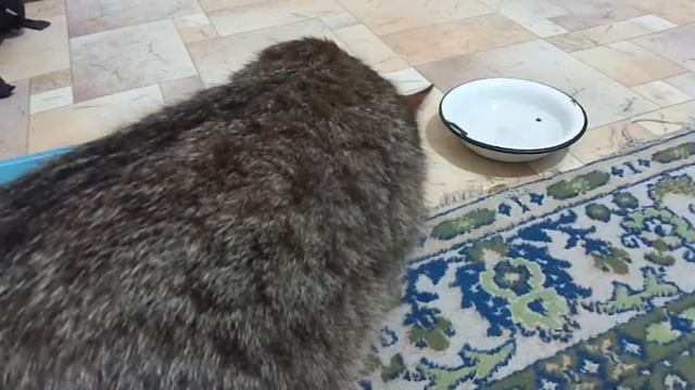 РАНЕНЫЙ КОТ МАРТИН, У НАС В ГОСТЯХ. (Архив 2016) смотреть онлайн