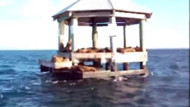 Sunset Cruise Port Phillip Bay, Victoria, Australia смотреть онлайн