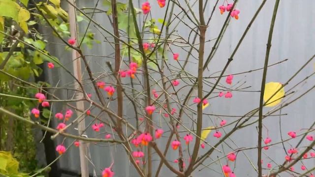 Бересклет Европейский - прекрасный декоративный кустарник