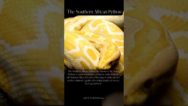 Africa's Impressive Giant смотреть онлайн