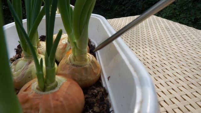 Повреждённый лук Штутгарт. Тест на скорость выгонки. смотреть онлайн