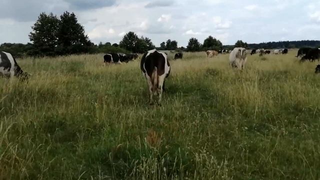 28 июня 2020 г.СЕНОКОС 2020!ГРУЗИМ,ВОЗИМ ,СКЛАДЫВАЕМ!ПОПАЛИ ПОД ГРОЗУ! смотреть онлайн