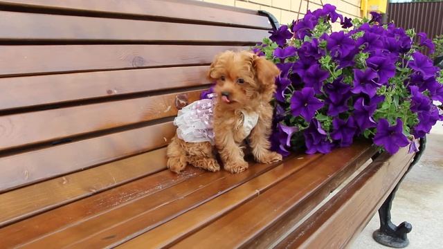 Девочка Мальтипу смотреть онлайн