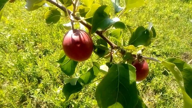 Яблуня сорту"МОДИ" смотреть онлайн