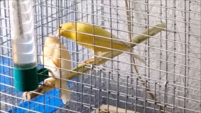 Разведение канареек. Кенарь ухаживает за канарейкой. Первый день вместе. смотреть онлайн