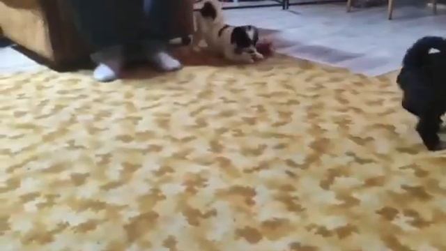 ВОЛШЕБНЫЙ СЕЙД тибетский терьер щенки смотреть онлайн