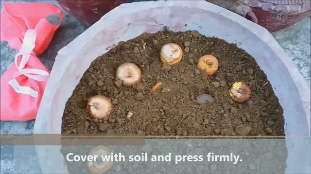 How To Grow Gladiolus/Gladioli/Gladiola Bulbs(WITH UPDATES) смотреть онлайн