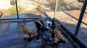 Голуби Узбекские двухчюбые с Германии