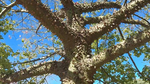 динамитное дерево смотреть онлайн