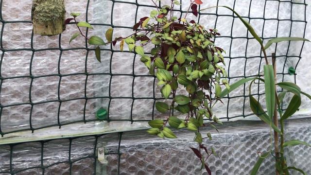 WANDERING JEW (TRADESCANTIA) GROWING PROBLEMS - pest or fungus? PART 1 of 2 смотреть онлайн