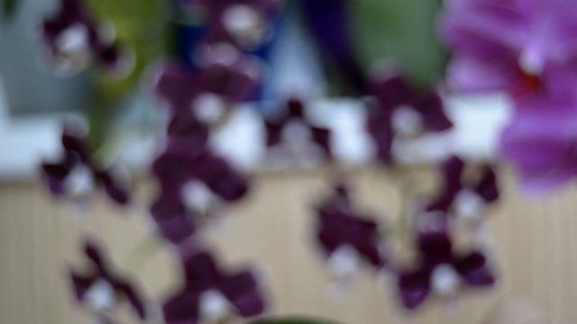 ?ПРОТИРАЙ? орхидеи ЛИСТЬЯ! ПОСЛЕ ПЕРЕКИСИ корни орхидеи КАК СЛОНИКИ! ?? Часть 1 смотреть онлайн