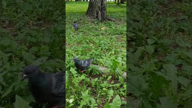 Белочка ,как всегда, делает запасы#nature#животные#animals#squirrel#белка#природа смотреть онлайн