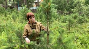 5.4 Рост и развитие привитого кедра  на сосну обыкновенную