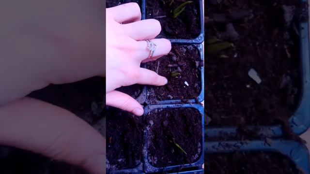 Калла смотреть онлайн