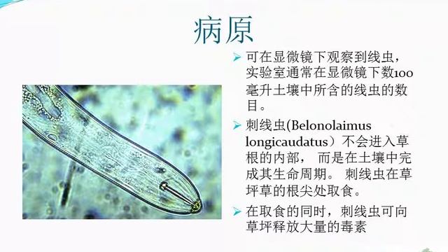 Golf Course Disease Monitor 4 sting.wmv смотреть онлайн