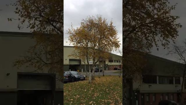 Downy Birch (Betula pubescens) - tree - December 2017 смотреть онлайн